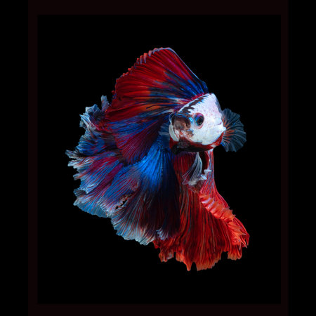 Close up art movement of Betta fish or Siamese fighting fish isolated on black background