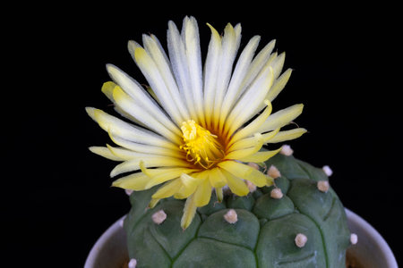 Beautiful natural Astrophytum Kikko cactus in full bloom shot in a macro image on a dark backgroundの写真素材