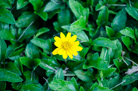 Tiny Flowerの写真素材