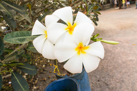 the white plumeria in natureの写真素材