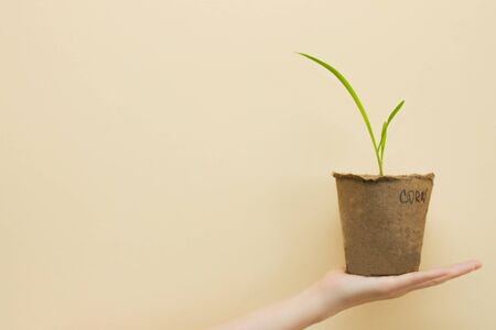 Sprout of corn seedling in a peat pot on hand