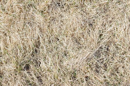 Texture of beautiful dry grass and greenの写真素材