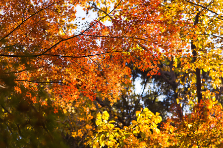 Autumnal orange and red colors of Japanese maple leaves.の写真素材