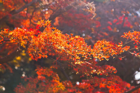 Japanese maple leaves in autumn, isolated with selective focusの写真素材