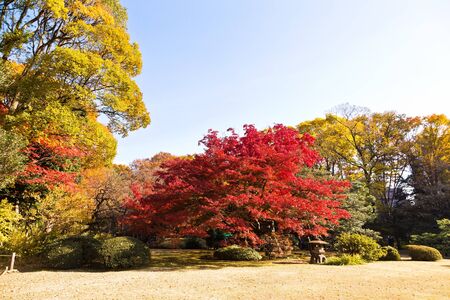 Japanese maple leaves in autumn, isolated with selective focusの写真素材