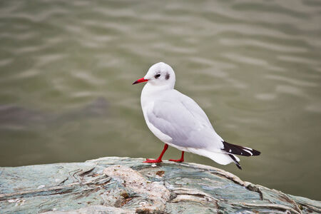 Seagull on the beach, Japan Park の写真素材