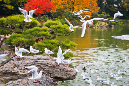 Seagull on the beach, Japan Park の写真素材