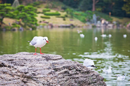 Seagull on the beach, Japan Park の写真素材