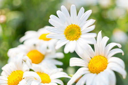 Chrysanthemum in macroの写真素材