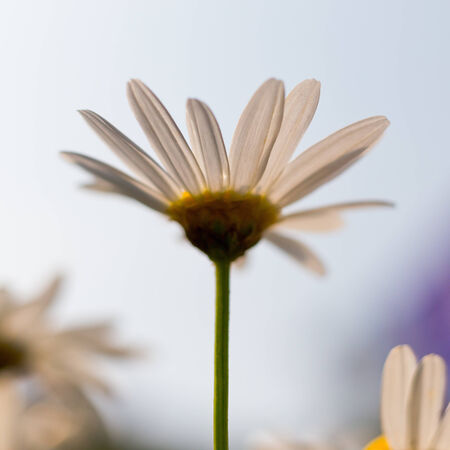 Chrysanthemum in macroの写真素材