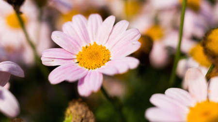 Chrysanthemum in macroの写真素材