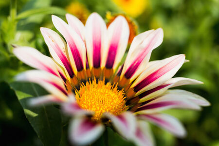 Chrysanthemum in macroの写真素材
