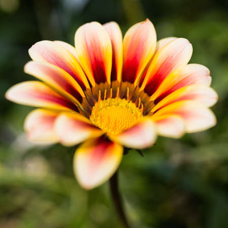 Chrysanthemum in macroの写真素材