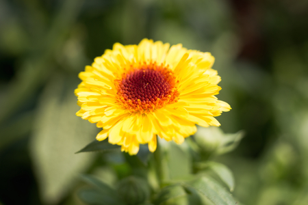 Chrysanthemum in macroの写真素材