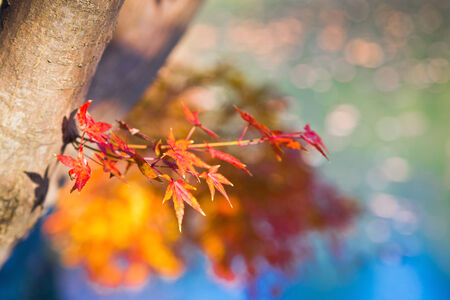 Japanese maple leaves in autumn, isolated with selective focus