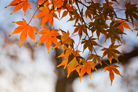 Japanese maple leaves in autumn, isolated with selective focusの写真素材