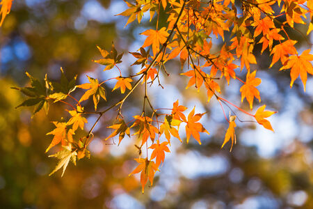 Japanese maple leaves in autumn, isolated with selective focusの写真素材
