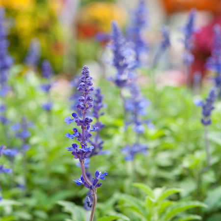 Lavender in close upの写真素材