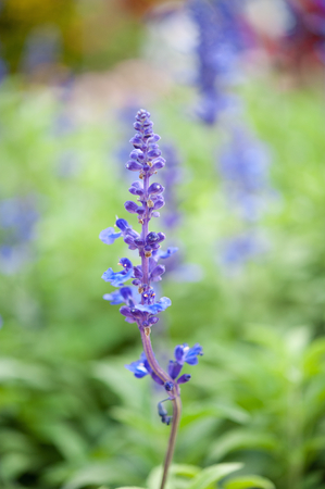 Lavender in close upの写真素材