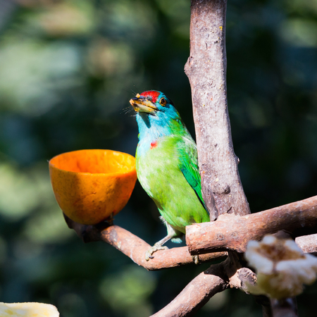 Small bird eating bird feedの写真素材