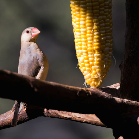 Small bird eating bird feed