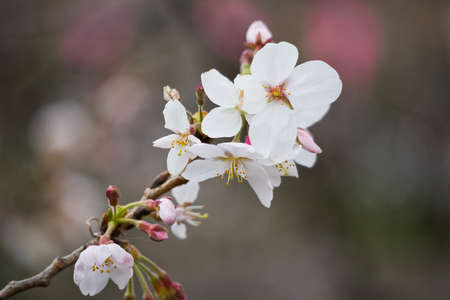 Blossoming sakura branch, delicate white petals close-up in Tokyo, Japan