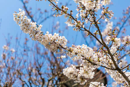 Blossoming sakura branch, delicate white petals close-up in Tokyo, Japanの写真素材
