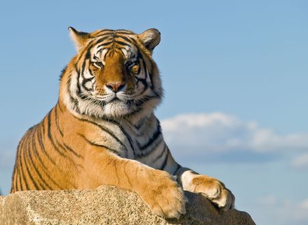 Tigerの写真素材