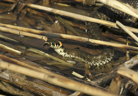 Water snake protrude its head out of the water among water grassの写真素材