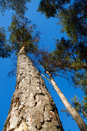 The towering pine trees against the skyの写真素材