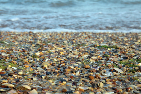 sea coast with shells in macro viewの写真素材