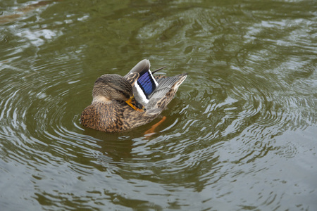 Floating duck in the silent waterの写真素材