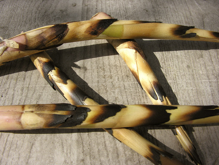 reed sprouts on the textured surfaceの写真素材