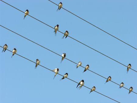 Birds on electrical wiresの写真素材