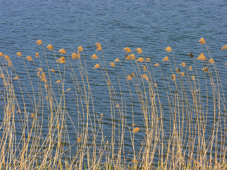 reeds at the lakeの写真素材