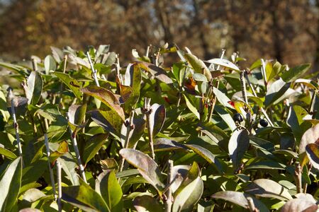 leaves of the bush filled the sunlight raysの写真素材