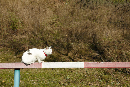 The cat sitting on the barrier on the autumn bushes backgroundの写真素材