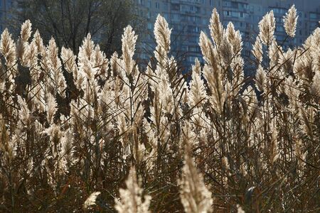 The reed on the hard sunlightの写真素材
