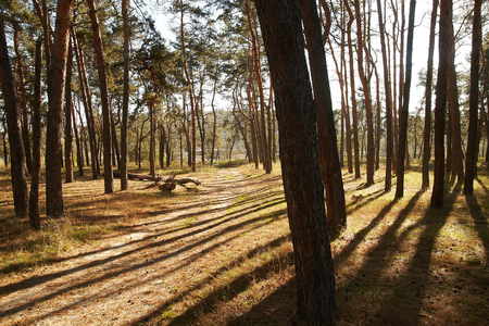 Daylight shadows in the pine forestの写真素材