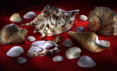 Decorative still life with sea shells in the spot lightの写真素材