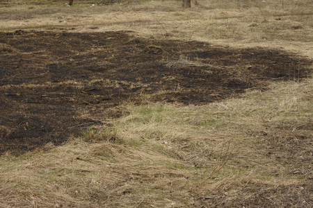 burned spring grassの写真素材