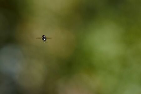 Fly in flight on the light spotの写真素材