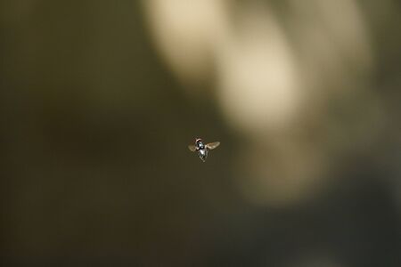 Fly in flight on the light spotの写真素材