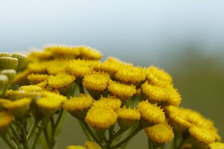 Tansy inflorescence. Macro view