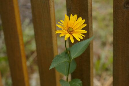 Yellow flower on the board fence backgroundの写真素材