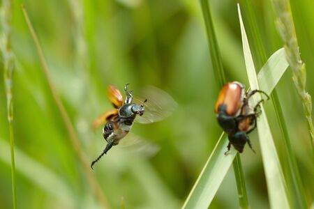 Flying beetle among green grass. Blused backgroundの写真素材