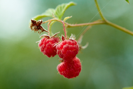 A raspberry branch on the blurred background.の写真素材