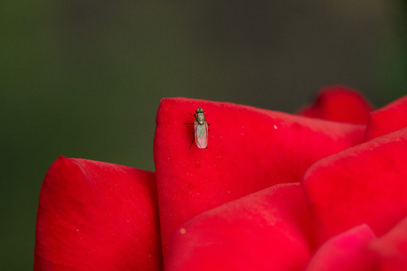 Small fly insecton the red rose petalの写真素材