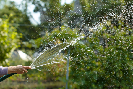 Harvesting process with water hoseの写真素材