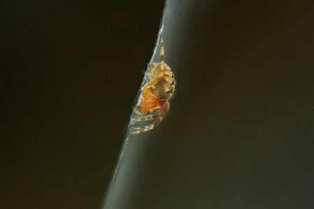 Small spider in the center of his webの写真素材